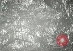 Standbild wildlebenden Vogelarten United States USA, 1921, aus Sekunde 60 historischem Filmmaterial Videoclip 65675021532