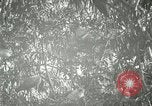Standbild wildlebenden Vogelarten United States USA, 1921, aus Sekunde 61 historischem Filmmaterial Videoclip 65675021532