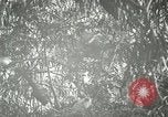 Standbild wildlebenden Vogelarten United States USA, 1921, aus Sekunde 62 historischem Filmmaterial Videoclip 65675021532