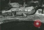 Standbild Alligator Farm Washington DC USA, 1916, aus Sekunde 3 historischem Filmmaterial Videoclip 65675021534