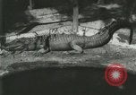 Standbild Alligator Farm Washington DC USA, 1916, aus Sekunde 4 historischem Filmmaterial Videoclip 65675021534