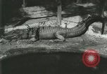 Standbild Alligator Farm Washington DC USA, 1916, aus Sekunde 6 historischem Filmmaterial Videoclip 65675021534