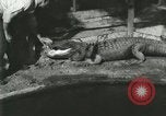 Standbild Alligator Farm Washington DC USA, 1916, aus Sekunde 7 historischem Filmmaterial Videoclip 65675021534