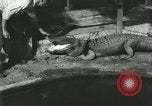 Standbild Alligator Farm Washington DC USA, 1916, aus Sekunde 8 historischem Filmmaterial Videoclip 65675021534