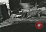 Standbild Alligator Farm Washington DC USA, 1916, aus Sekunde 9 historischem Filmmaterial Videoclip 65675021534