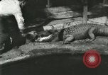 Standbild Alligator Farm Washington DC USA, 1916, aus Sekunde 10 historischem Filmmaterial Videoclip 65675021534
