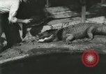 Standbild Alligator Farm Washington DC USA, 1916, aus Sekunde 11 historischem Filmmaterial Videoclip 65675021534