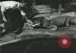 Standbild Alligator Farm Washington DC USA, 1916, aus Sekunde 13 historischem Filmmaterial Videoclip 65675021534