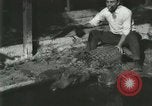 Standbild Alligator Farm Washington DC USA, 1916, aus Sekunde 16 historischem Filmmaterial Videoclip 65675021534