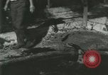 Standbild Alligator Farm Washington DC USA, 1916, aus Sekunde 21 historischem Filmmaterial Videoclip 65675021534