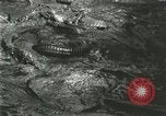 Standbild Alligator Farm Washington DC USA, 1916, aus Sekunde 35 historischem Filmmaterial Videoclip 65675021534