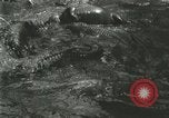 Standbild Alligator Farm Washington DC USA, 1916, aus Sekunde 36 historischem Filmmaterial Videoclip 65675021534
