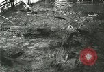 Standbild Alligator Farm Washington DC USA, 1916, aus Sekunde 43 historischem Filmmaterial Videoclip 65675021534