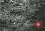 Standbild Alligator Farm Washington DC USA, 1916, aus Sekunde 45 historischem Filmmaterial Videoclip 65675021534