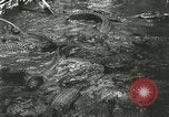 Standbild Alligator Farm Washington DC USA, 1916, aus Sekunde 46 historischem Filmmaterial Videoclip 65675021534