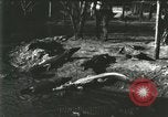 Standbild Alligator Farm Washington DC USA, 1916, aus Sekunde 57 historischem Filmmaterial Videoclip 65675021534