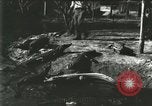 Standbild Alligator Farm Washington DC USA, 1916, aus Sekunde 58 historischem Filmmaterial Videoclip 65675021534