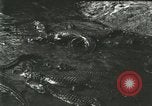 Standbild Alligator Farm Washington DC USA, 1916, aus Sekunde 62 historischem Filmmaterial Videoclip 65675021534