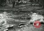 Standbild Alligator Farm Washington DC USA, 1916, aus Sekunde 19 historischem Filmmaterial Videoclip 65675021536