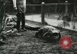 Standbild Alligator Farm Washington DC USA, 1916, aus Sekunde 22 historischem Filmmaterial Videoclip 65675021536
