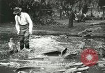 Standbild Alligator Farm Washington DC USA, 1916, aus Sekunde 61 historischem Filmmaterial Videoclip 65675021536