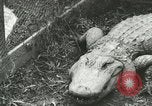 Image Alligator Farm Washington DC USA, 1916, de la seconde 1 séquences d'archives historiques vidéo 65675021537
