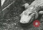 Image Alligator Farm Washington DC USA, 1916, de la seconde 3 séquences d'archives historiques vidéo 65675021537