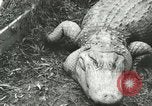 Image Alligator Farm Washington DC USA, 1916, de la seconde 5 séquences d'archives historiques vidéo 65675021537
