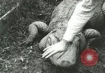 Image Alligator Farm Washington DC USA, 1916, de la seconde 6 séquences d'archives historiques vidéo 65675021537