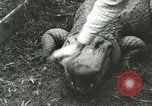 Image Alligator Farm Washington DC USA, 1916, de la seconde 7 séquences d'archives historiques vidéo 65675021537