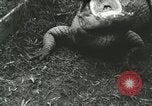 Image Alligator Farm Washington DC USA, 1916, de la seconde 9 séquences d'archives historiques vidéo 65675021537
