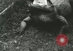 Image Alligator Farm Washington DC USA, 1916, de la seconde 10 séquences d'archives historiques vidéo 65675021537