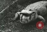 Image Alligator Farm Washington DC USA, 1916, de la seconde 12 séquences d'archives historiques vidéo 65675021537