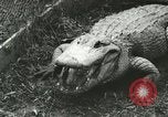 Image Alligator Farm Washington DC USA, 1916, de la seconde 13 séquences d'archives historiques vidéo 65675021537