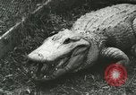 Image Alligator Farm Washington DC USA, 1916, de la seconde 14 séquences d'archives historiques vidéo 65675021537