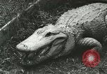 Image Alligator Farm Washington DC USA, 1916, de la seconde 15 séquences d'archives historiques vidéo 65675021537