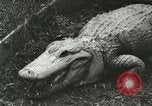 Image Alligator Farm Washington DC USA, 1916, de la seconde 16 séquences d'archives historiques vidéo 65675021537