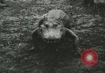 Image Alligator Farm Washington DC USA, 1916, de la seconde 22 séquences d'archives historiques vidéo 65675021537