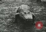 Image Alligator Farm Washington DC USA, 1916, de la seconde 23 séquences d'archives historiques vidéo 65675021537