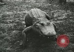 Image Alligator Farm Washington DC USA, 1916, de la seconde 24 séquences d'archives historiques vidéo 65675021537