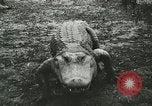 Image Alligator Farm Washington DC USA, 1916, de la seconde 25 séquences d'archives historiques vidéo 65675021537