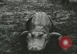 Image Alligator Farm Washington DC USA, 1916, de la seconde 26 séquences d'archives historiques vidéo 65675021537