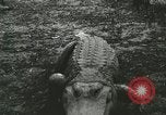 Image Alligator Farm Washington DC USA, 1916, de la seconde 27 séquences d'archives historiques vidéo 65675021537