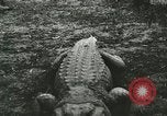 Image Alligator Farm Washington DC USA, 1916, de la seconde 29 séquences d'archives historiques vidéo 65675021537