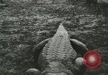 Image Alligator Farm Washington DC USA, 1916, de la seconde 30 séquences d'archives historiques vidéo 65675021537