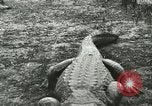 Image Alligator Farm Washington DC USA, 1916, de la seconde 31 séquences d'archives historiques vidéo 65675021537