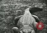 Image Alligator Farm Washington DC USA, 1916, de la seconde 32 séquences d'archives historiques vidéo 65675021537