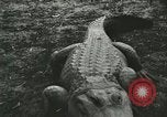 Image Alligator Farm Washington DC USA, 1916, de la seconde 33 séquences d'archives historiques vidéo 65675021537