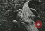 Image Alligator Farm Washington DC USA, 1916, de la seconde 35 séquences d'archives historiques vidéo 65675021537