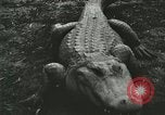 Image Alligator Farm Washington DC USA, 1916, de la seconde 36 séquences d'archives historiques vidéo 65675021537